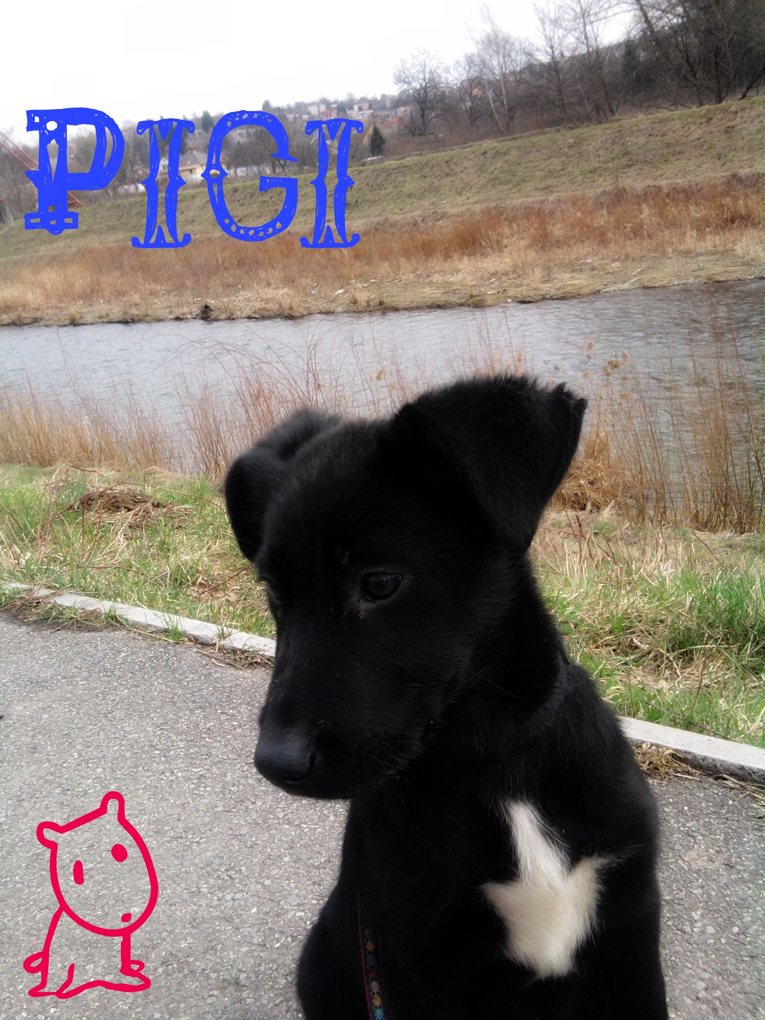Pigi.jpg